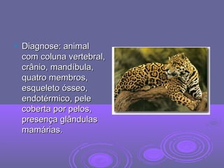  Diagnose: animalDiagnose: animal
com coluna vertebral,com coluna vertebral,
crânio, mandíbula,crânio, mandíbula,
quatro membros,quatro membros,
esqueleto ósseo,esqueleto ósseo,
endotérmico, peleendotérmico, pele
coberta por pelos,coberta por pelos,
presença glândulaspresença glândulas
mamárias.mamárias.
 