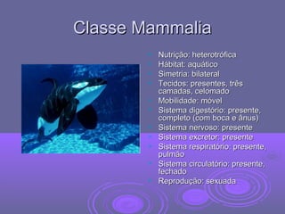 Classe MammaliaClasse Mammalia
 Nutrição: heterotróficaNutrição: heterotrófica
 Hábitat: aquáticoHábitat: aquático
 Simetria: bilateralSimetria: bilateral
 Tecidos: presentes, trêsTecidos: presentes, três
camadas, celomadocamadas, celomado
 Mobilidade: móvelMobilidade: móvel
 Sistema digestório: presente,Sistema digestório: presente,
completo (com boca e ânus)completo (com boca e ânus)
 Sistema nervoso: presenteSistema nervoso: presente
 Sistema excretor: presenteSistema excretor: presente
 Sistema respiratório: presente,Sistema respiratório: presente,
pulmãopulmão
 Sistema circulatório: presente,Sistema circulatório: presente,
fechadofechado
 Reprodução: sexuadaReprodução: sexuada
 
