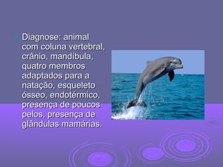  Diagnose: animalDiagnose: animal
com coluna vertebral,com coluna vertebral,
crânio, mandíbula,crânio, mandíbula,
quatro membrosquatro membros
adaptados para aadaptados para a
natação, esqueletonatação, esqueleto
ósseo, endotérmico,ósseo, endotérmico,
presença de poucospresença de poucos
pelos, presença depelos, presença de
glândulas mamárias.glândulas mamárias.
 