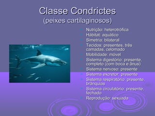 Classe CondrictesClasse Condrictes
(peixes cartilaginosos)(peixes cartilaginosos)
 Nutrição: heterotróficaNutrição: heterotrófica
 Hábitat: aquáticoHábitat: aquático
 Simetria: bilateralSimetria: bilateral
 Tecidos: presentes, trêsTecidos: presentes, três
camadas, celomadocamadas, celomado
 Mobilidade: móvelMobilidade: móvel
 Sistema digestório: presente,Sistema digestório: presente,
completo (com boca e ânus)completo (com boca e ânus)
 Sistema nervoso: presenteSistema nervoso: presente
 Sistema excretor: presenteSistema excretor: presente
 Sistema respiratório: presente,Sistema respiratório: presente,
brânquiasbrânquias
 Sistema circulatório: presente,Sistema circulatório: presente,
fechadofechado
 Reprodução: sexuadaReprodução: sexuada
 
