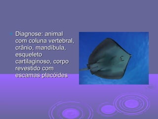  Diagnose: animalDiagnose: animal
com coluna vertebral,com coluna vertebral,
crânio, mandíbula,crânio, mandíbula,
esqueletoesqueleto
cartilaginoso, corpocartilaginoso, corpo
revestido comrevestido com
escamas placóidesescamas placóides
 