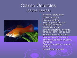 Classe OsteictesClasse Osteictes
(peixes ósseos)(peixes ósseos)
 Nutrição: heterotróficaNutrição: heterotrófica
 Hábitat: aquáticoHábitat: aquático
 Simetria: bilateralSimetria: bilateral
 Tecidos: presentes, trêsTecidos: presentes, três
camadas, celomadocamadas, celomado
 Mobilidade: móvelMobilidade: móvel
 Sistema digestório: presente,Sistema digestório: presente,
completo (com boca e ânus)completo (com boca e ânus)
 Sistema nervoso: presenteSistema nervoso: presente
 Sistema excretor: presenteSistema excretor: presente
 Sistema respiratório: presente,Sistema respiratório: presente,
brânquiasbrânquias
 Sistema circulatório: presente,Sistema circulatório: presente,
fechadofechado
 Reprodução: sexuadaReprodução: sexuada
 