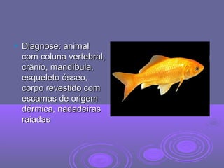  Diagnose: animalDiagnose: animal
com coluna vertebral,com coluna vertebral,
crânio, mandíbula,crânio, mandíbula,
esqueleto ósseo,esqueleto ósseo,
corpo revestido comcorpo revestido com
escamas de origemescamas de origem
dérmica, nadadeirasdérmica, nadadeiras
raiadasraiadas
 