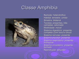 Classe AmphibiaClasse Amphibia
 Nutrição: heterotróficaNutrição: heterotrófica
 Hábitat: terrestre, úmidoHábitat: terrestre, úmido
 Simetria: bilateralSimetria: bilateral
 Tecidos: presentes, trêsTecidos: presentes, três
camadas, celomadocamadas, celomado
 Mobilidade: móvelMobilidade: móvel
 Sistema digestório: presente,Sistema digestório: presente,
completo (com boca e ânus)completo (com boca e ânus)
 Sistema nervoso: presenteSistema nervoso: presente
 Sistema excretor: presenteSistema excretor: presente
 Sistema respiratório: presente,Sistema respiratório: presente,
brânquiasbrânquias
 Sistema circulatório: presente,Sistema circulatório: presente,
fechadofechado
 Reprodução: sexuadaReprodução: sexuada
 