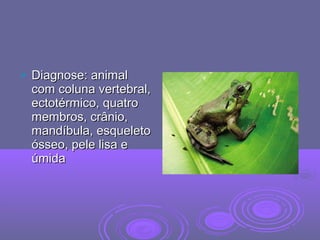  Diagnose: animalDiagnose: animal
com coluna vertebral,com coluna vertebral,
ectotérmico, quatroectotérmico, quatro
membros, crânio,membros, crânio,
mandíbula, esqueletomandíbula, esqueleto
ósseo, pele lisa eósseo, pele lisa e
úmidaúmida
 