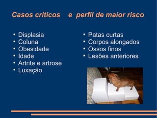 Casos críticos







Displasia
Coluna
Obesidade
Idade
Artrite e artrose
Luxação

e perfil de maior risco





Patas curtas
Corpos alongados
Ossos finos
Lesões anteriores

 