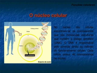 Funções celulares   O núcleo celular Arquivo do autor No núcleo das células encontram-se os cromossomos que são minúsculas estruturas que contém o código genético (DNA). O DNA é responsável pelo controle direto ou indireto do funcionamento celular. Cada célula possui 46 cromossomos no núcleo. 