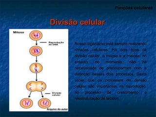 Funções celulares   Divisão celular Nosso organismo está sempre realizando divisões celulares. Há dois tipos de divisão celular, a mitose e a meiose, no entanto, no momento, não há necessidade de preocuparmos com a distinção desses dois processos. Basta saber que os processos de divisão celular são importantes na reprodução, no processo de crescimento e reestruturação de tecidos. Arquivo do autor 