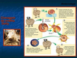Biotecnologia   Clonagem da ovelha  Dolly 