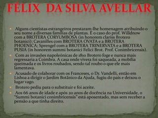  Alguns cientistas estrangeiros prestaram-lhe homenagem atribuindo o
seu nome a diversas famílias de plantas. É o caso do prof. Willdnow
com a BROTERA CORYUMBOSA (in honorem clariss Brotero
botanici); Cavanilles com BROTERA OVATA e a BROTERA
PHOENICA; Sprengel com a BROTERA TRINERVATA e a BROTERA
PUSIA (in honorem summi botanici Felici Brot. Prof. Conimbricensis).
 Com as invasões napoleónicas de 1810 Brotero foge e nunca mais
regressaria a Coimbra. A casa onde vivera foi saqueada, a mobília
queimada e os livros roubados, sendo tal roubo o que ele mais
lamentava.
 Acusado de colaborar com os Franceses, o Dr. Vandelli, então em
Lisboa a dirigir o Jardim Botânico da Ajuda, fugiu do país e deixou o
lugar vago.
 Brotero pediu para o substituir e foi aceite.
 Aos 66 anos de idade e após 20 anos de docência na Universidade, o
“Summi botanici conimbricensis” está aposentado, mas sem receber a
pensão a que tinha direito.
 
