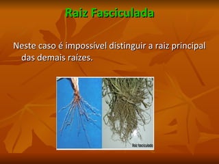 Raiz Fasciculada Neste caso é impossível distinguir a raiz principal das demais raízes. 