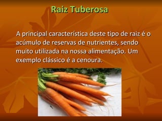 Raiz Tuberosa A principal característica deste tipo de raiz é o acúmulo de reservas de nutrientes, sendo muito utilizada na nossa alimentação. Um exemplo clássico é a cenoura. 
