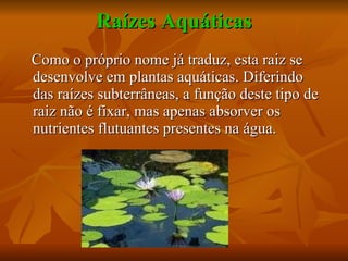 Raízes Aquáticas Como o próprio nome já traduz, esta raiz se desenvolve em plantas aquáticas. Diferindo das raízes subterrâneas, a função deste tipo de raiz não é fixar, mas apenas absorver os nutrientes flutuantes presentes na água. 
