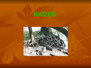 RAÍZES 