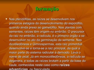formação Nas pteridófitas, as raízes se desenvolvem nos primeiros estágios do desenvolvimento do esporófito, quando ainda preso ao gametófito. Nas plantas com sementes, raízes têm origem no embrião. O precursor da raiz no embrião, a radícula, é o primeiro órgão a se desenvolver no ato da germinação da semente. Nas dicotiledôneas e Gimnospermas, esta raiz primordial desenvolve-se e torna-se a raiz principal, da qual a maior parte do sistema radicular é derivado. Leva o nome de axial. Já em monocotiledôneas, a radícula se degenera, e todas as raízes brotam a partir da base do caule, conhecidas neste caso como  raízes adventícias , ou fasciculada. 