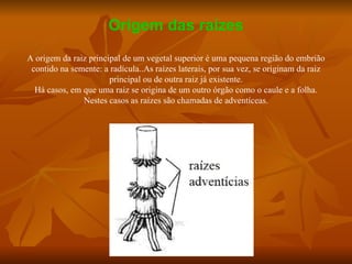 Origem das raízes A origem da raiz principal de um vegetal superior é uma pequena região do embrião contido na semente: a radícula..As raízes laterais, por sua vez, se originam da raiz principal ou de outra raiz já existente. Há casos, em que uma raiz se origina de um outro órgão como o caule e a folha. Nestes casos as raízes são chamadas de adventíceas. 