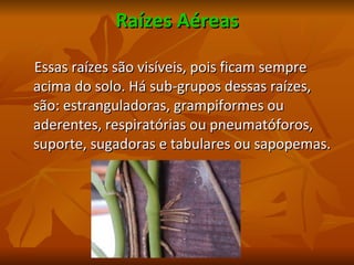 Raízes Aéreas Essas raízes são visíveis, pois ficam sempre acima do solo. Há sub-grupos dessas raízes, são: estranguladoras, grampiformes ou aderentes, respiratórias ou pneumatóforos, suporte, sugadoras e tabulares ou sapopemas. 
