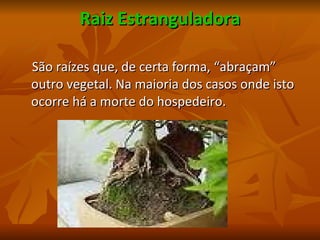 Raiz Estranguladora São raízes que, de certa forma, “abraçam” outro vegetal. Na maioria dos casos onde isto ocorre há a morte do hospedeiro. 