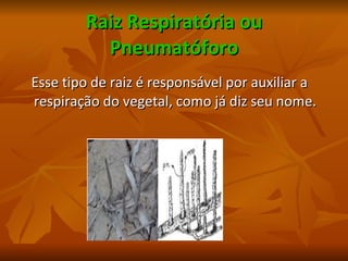 Raiz Respiratória ou Pneumatóforo Esse tipo de raiz é responsável por auxiliar a respiração do vegetal, como já diz seu nome. 