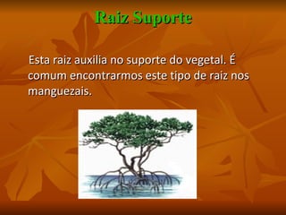 Raiz Suporte Esta raiz auxilia no suporte do vegetal. É comum encontrarmos este tipo de raiz nos manguezais. 