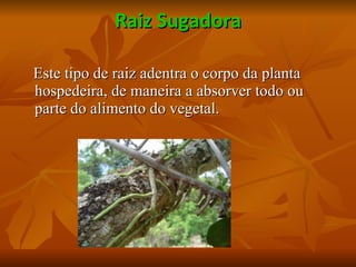 Raiz Sugadora Este tipo de raiz adentra o corpo da planta hospedeira, de maneira a absorver todo ou parte do alimento do vegetal. 