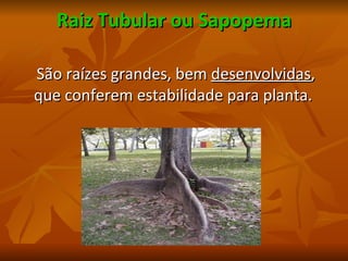 Raiz Tubular ou Sapopema São raízes grandes, bem  desenvolvidas , que conferem estabilidade para planta. 