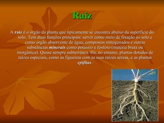 Raiz A  raiz  é o órgão da planta que tipicamente se encontra abaixo da superfície do solo. Tem duas funções principais: servir como meio de fixação ao solo e como órgão absorvente de água, compostos nitrogenados e outras substâncias  minerais  como potássio e fósforo (matéria bruta ou inorgânica). Quase sempre subterrânea. Há, no entanto, plantas dotadas de raízes especiais, como as figueiras com as suas raízes aéreas, e as plantas  epífitas . 