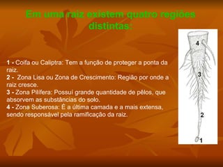 Em uma raiz existem quatro regiões distintas: 1 -  Coifa ou Caliptra: Tem a função de proteger a ponta da raiz. 2 -   Zona Lisa ou Zona de Crescimento: Região por onde a raiz cresce. 3 -  Zona Pilífera: Possuí grande quantidade de pêlos, que absorvem as substâncias do solo. 4 -  Zona Suberosa: É a última camada e a mais extensa, sendo responsável pela ramificação da raiz. 