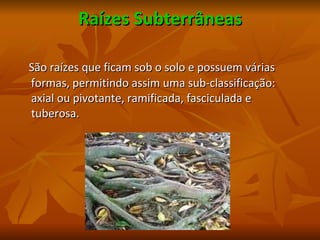 Raízes Subterrâneas São raízes que ficam sob o solo e possuem várias formas, permitindo assim uma sub-classificação: axial ou pivotante, ramificada, fasciculada e tuberosa. 