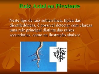 Raiz Axial ou Pivotante Neste tipo de raiz subterrânea, típica das dicotiledôneas, é possível detectar com clareza uma raiz principal distinta das raízes secundárias, como na ilustração abaixo: 