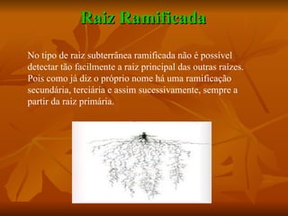 Raiz Ramificada No tipo de raiz subterrânea ramificada não é possível detectar tão facilmente a raiz principal das outras raízes. Pois como já diz o próprio nome há uma ramificação secundária, terciária e assim sucessivamente, sempre a partir da raiz primária.  