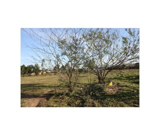 Fotos e Entrevista - Campo do Nacional