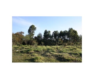 Fotos e Entrevista - Campo do Nacional