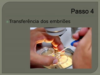 Transferência dos embriões
 