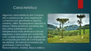 Característica
Algumas características dos Campos
são a presença de uma vegetação
composta por gramíneas e plantas
rasteiras, além de pequenos arbustos e
Matas Ciliares próximas aos leitos dos
rios; clima subtropical, com
temperaturas mais amenas e chuvas
regulares; e solo pobre em nutrientes,
com acidez excessiva. Sua vegetação
é composta por mais de 3 mil espécies
de plantas. As mais encontradas são
gramíneas, como a Stipa,
Piptochaetium, Aristida, Briza e Mélica
 
