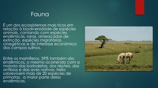 Fauna
É um dos ecossistemas mais ricos em
relação à biodiversidade de espécies
animais, contando com espécies
endêmicas, raras, ameaçadas de
extinção, espécies migratórias,
cinegéticas e de interesse econômico
dos campos sulinos.
Entre os mamíferos, 39% também são
endêmicos, o mesmo ocorrendo com a
maioria das borboletas, dos répteis, dos
anfíbios e das aves nativas. Nela
sobrevivem mais de 20 espécies de
primatas, a maior parte delas
endêmicas.
 