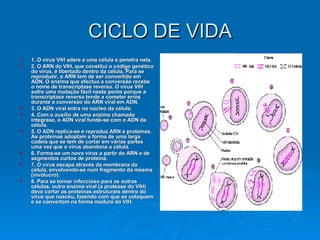 CICLO DE VIDA 1. O vírus VIH adere a uma célula e penetra nela. 2. O ARN do VIH, que constitui o código genético do vírus, é libertado dentro da célula. Para se reproduzir, o ARN tem de ser convertido em ADN. O enzima que efectua a conversão recebe o nome de transcriptase reversa. O vírus VIH sofre uma mutação fácil neste ponto porque a transcriptase reversa tende a cometer erros durante a conversão do ARN viral em ADN. 3. O ADN viral entra no núcleo da célula. 4. Com o auxílio de uma enzima chamado integrase, o ADN viral funde-se com o ADN da célula. 5. O ADN replica-se e reproduz ARN e proteínas. As proteínas adoptam a forma de uma larga cadeia que se tem de cortar em várias partes uma vez que o vírus abandona a célula. 6. Forma-se um novo vírus a partir do ARN e de segmentos curtos de proteína. 7. O vírus escapa através da membrana da célula, envolvendo-se num fragmento da mesma (invólucro). 8. Para se tornar infeccioso para as outras células, outro enzima viral (a protease do VIH) deve cortar as proteínas estruturais dentro do vírus que nasceu, fazendo com que se coloquem e se convertam na forma madura do VIH. 