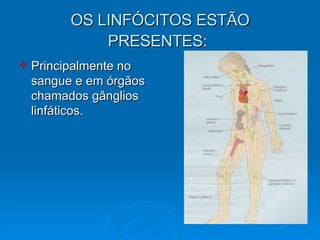 OS LINFÓCITOS ESTÃO PRESENTES:   Principalmente no sangue e em órgãos chamados gânglios linfáticos. 