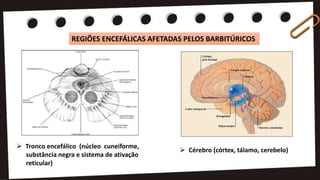  Tronco encefálico (núcleo cuneiforme,
substância negra e sistema de ativação
reticular)
REGIÕES ENCEFÁLICAS AFETADAS PELOS BARBITÚRICOS
 Cérebro (córtex, tálamo, cerebelo)
 