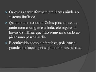  Os ovos se transformam em larvas ainda no
sistema linfático.
 Quando um mosquito Culex pica a pessoa,
junto com o sangue e a linfa, ele ingere as
larvas da filária, que irão reiniciar o ciclo ao
picar uma pessoa sadia.
 É conhecido como elefantíase, pois causa
grandes inchaços, principalmente nas pernas.
 