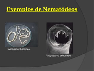 Exemplos de Nematódeos
Ascaris lumbricoides
Ancylostoma duodenale
 