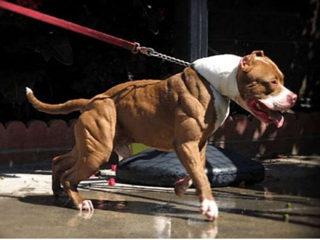 most muscular dog