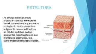ESTRUTURA
As células epiteliais estão
presas à chamada membrana
basal, uma estrutura que atua na
proteção do tecido conjuntivo
subjacente. Na superfície livre,
as células epiteliais podem
apresentar modificações na sua
membrana plasmática, tais
como microvilosidades e cílios.
 