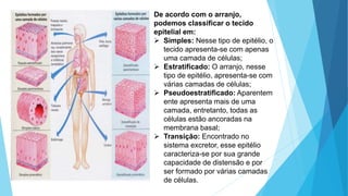 De acordo com o arranjo,
podemos classificar o tecido
epitelial em:
 Simples: Nesse tipo de epitélio, o
tecido apresenta-se com apenas
uma camada de células;
 Estratificado: O arranjo, nesse
tipo de epitélio, apresenta-se com
várias camadas de células;
 Pseudoestratificado: Aparentem
ente apresenta mais de uma
camada, entretanto, todas as
células estão ancoradas na
membrana basal;
 Transição: Encontrado no
sistema excretor, esse epitélio
caracteriza-se por sua grande
capacidade de distensão e por
ser formado por várias camadas
de células.
 