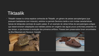 Tiktaalik
• Tiktaalik roseae é a única espécie conhecida de Tiktaalik, um género de peixes sarcopterígeos (que
possuem barbatanas com músculo), extintos no período Devónico tardio e com muitas características
típicas de tetrápodes (animais de quatro patas). É um exemplo de várias linhas de sarcopterígeos antigos
que desenvolveram adaptações aos habitats pobres em oxigénio das águas pouco profundas presentes no
seu tempo, e que levaram à evolução dos primeiros anfíbios. Fósseis bem preservados foram encontrados
na Ilha Ellesmere em Nunavut, Canadá
 