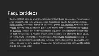 Paquicetideos
• O primeiro fóssil, parte de um crânio, foi inicialmente atribuído ao grupo dos mesoniquídeos
, mas foi reconhecido como um predecessor dos cetáceos, a partir duma característica do
ouvido interno, encontrada apenas em cetáceos: a grande bula timpânica, formada a partir
do osso ectotimpânico. Isso sugere que se trata de uma transição entre este grupo extinto
de mamífero terrestre e os modernos cetáceos. Esqueletos completos foram descobertos
em 2001, revelando que o Pakicetus era um animal terrestre, com o tamanho de um lobo e,
em forma, muito semelhante aos mesoniquídeos. Na evolução dos cetáceos encontra-se,
consoante as mais recentes descobertas, num grau intermediário entre o Sinonyx (de c. 60
milhões de anos) e o semi-aquático Ambulocetus (também encontrado no Paquistão, datado
de c. 50 milhões de anos)
 