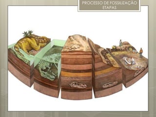 PROCESSO DE FOSSILIZAÇÃO
        ETAPAS
 