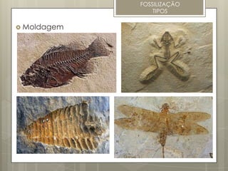 FOSSILIZAÇÃO
                 TIPOS

 Moldagem
 