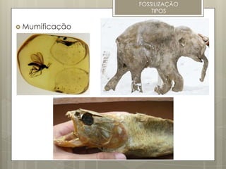FOSSILIZAÇÃO
                    TIPOS

 Mumificação
 
