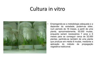 Cultura in vitro
• Empregando-se a metodologia adequada e a
depender da variedade, podem-se obter,
num período de 18 meses, a partir de uma
planta, aproximadamente, 50.000 mudas,
enquanto seriam necessários 7 anos e 6
meses para se conseguir cerca de 32.000
plantas, partindo-se também de uma planta
que produza em média 8 mudas, mediante a
aplicação do método de propagação
vegetativa tradicional.
 